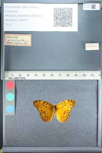 Media type: image;   Entomology 158983